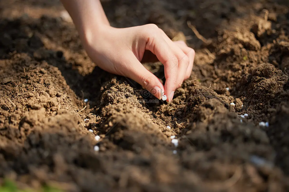 Giải Mã Giấc Mơ Thấy World Cup: Điềm Báo Gì Đang Chờ Đón? 7 Bàn tay gieo hạt thiện lành trên đất màu mỡ