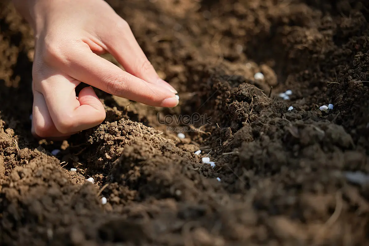 Ý Nghĩa Nằm Mơ Thấy Tiền Đô: Hóa Giải Để An Tâm Sống Thiện 6 Tay gieo hạt giống xuống đất