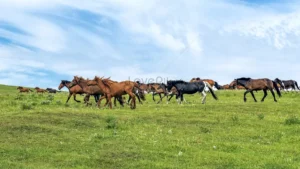 Ngựa phi nước đại trên đồng cỏ xanh.