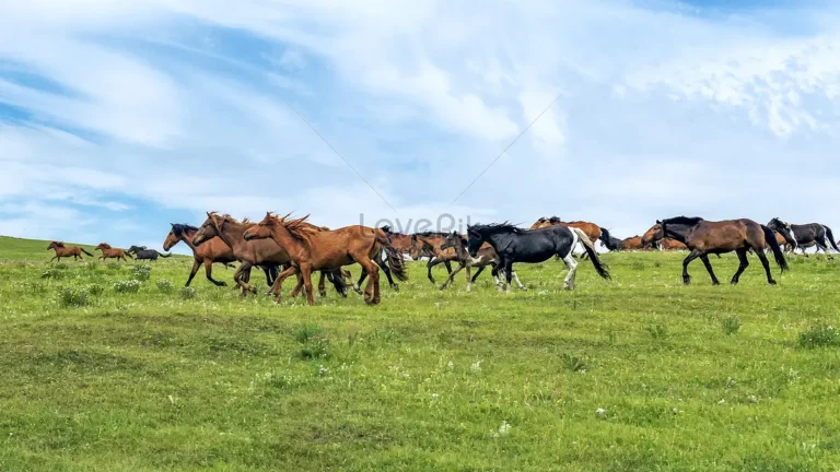 Ngựa phi nước đại trên đồng cỏ xanh.