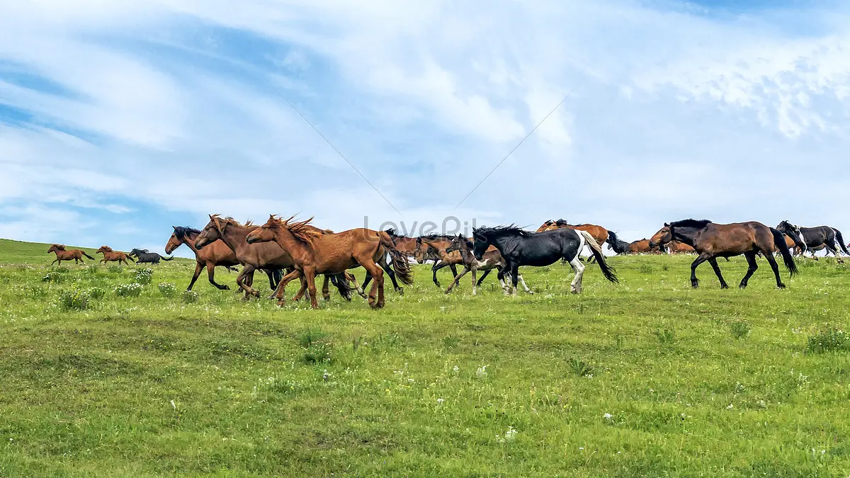 Ngựa phi nước đại trên đồng cỏ xanh.