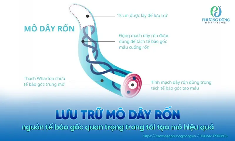Nằm Mơ Thấy Dây Rốn Báo Điềm Gì? Hóa Giải Hay Đón Nhận? 3 Dây rốn: Ý nghĩa biểu tượng sâu sắc.