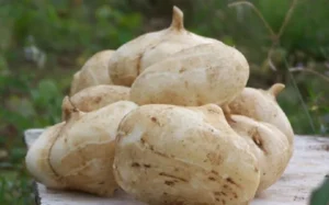 Củ sắn tươi tốt trên nền đất