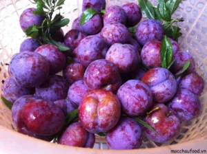 Mận chín mọng tươi ngon