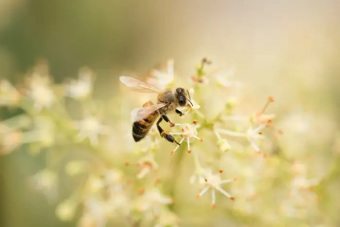 Ong mật hút mật trên hoa.