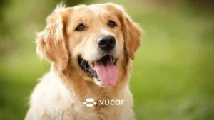 Chó vàng mơ màng, ánh mắt bí ẩn giấc mơ.