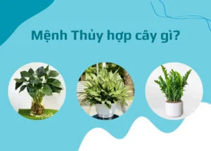 Cây Cảnh Để Bàn Hợp Mệnh Phong Thủy