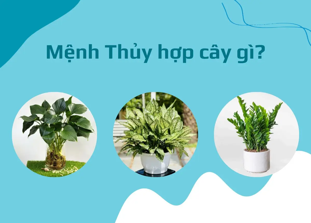 Cây Cảnh Để Bàn Hợp Mệnh Phong Thủy