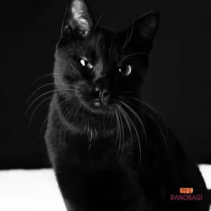 Mèo đen bí ẩn, thanh lịch sang trọng.