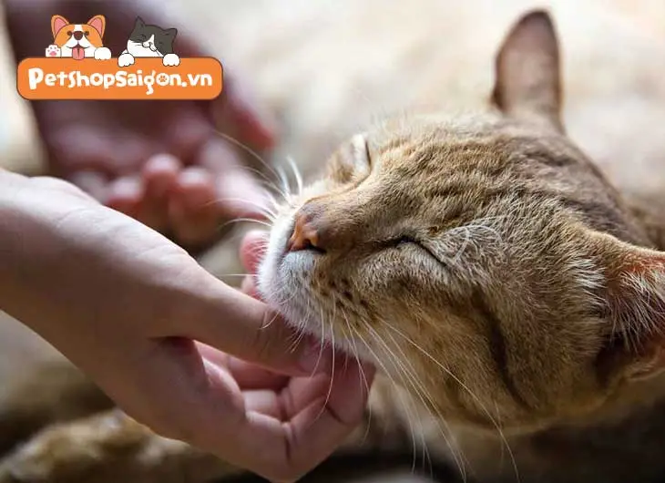 Mơ Thấy Mèo Con: Giải Mã Điềm Báo & Hướng Hóa Giải An Tâm 7 Bàn tay xoa đầu mèo: Chăm sóc, bảo vệ, an tâm.