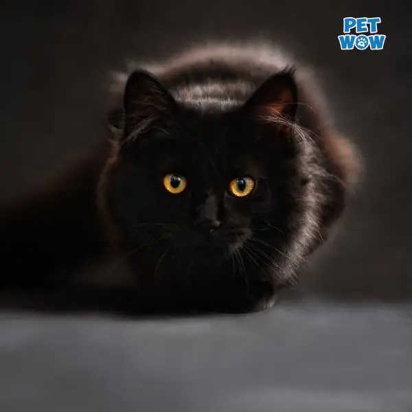 Nhiều mèo đen nhìn chăm chú vào người