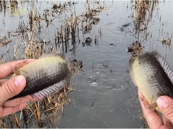 Giấc mơ bắt cá chép: Bảng giải mã điềm báo.