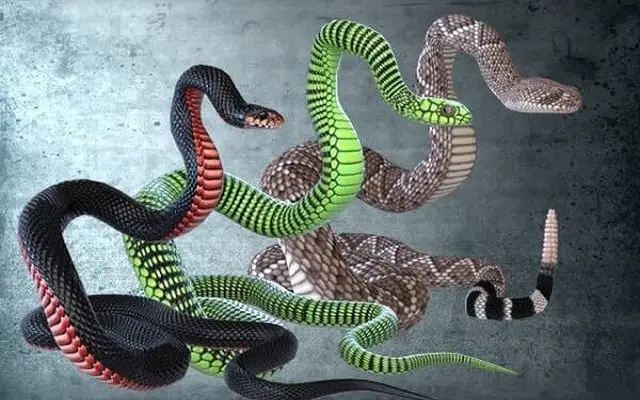 Nằm Mơ Thấy Rắn Đẻ Con: Giải Mã Điềm Báo, Hóa Giải Nỗi Lo 6 Giấc mơ rắn đẻ con: Ý nghĩa tích cực, tiêu cực