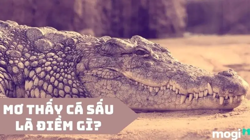 Giải Mã Giấc Mơ Thấy Cá Sấu: An Tâm Sống Thiện, Vạn Sự Hanh Thông 2 Giấc mơ cá sấu: Người suy tư