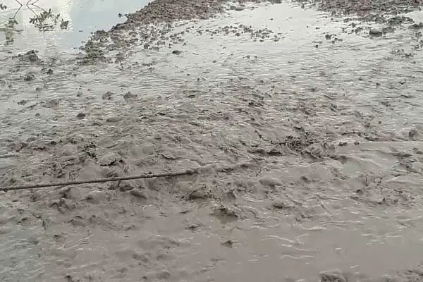 Giấc mơ lội bùn: Hành trình kiên cường vượt khó.