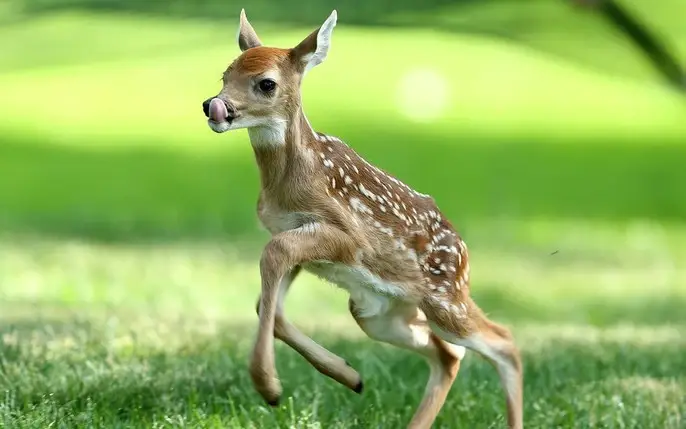 Ý nghĩa giấc mơ hươu nai: Điềm tốt & Xấu