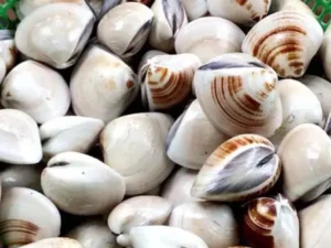 Ý nghĩa tổng quan của ngao trong mơ