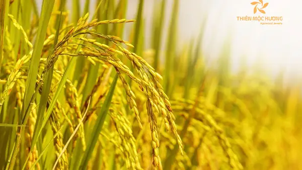 Nằm Mơ Thấy Hạt Lúa: Giải Mã Điềm Báo & Hóa Giải Vận Trình Tâm Linh 7 Mơ thấy hạt lúa: Điềm báo và số may mắn