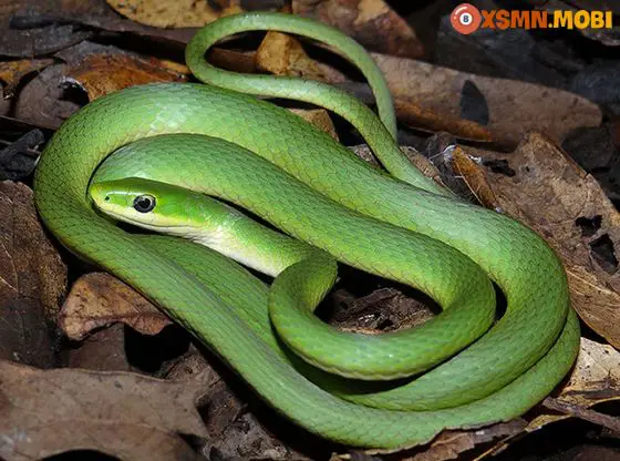 Rắn màu sắc: Giải mã điềm báo.