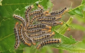 Giấc mơ sâu bọ và nỗi lo con người