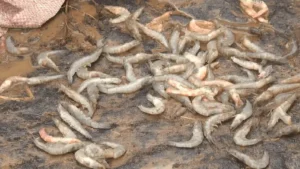 Tôm đa dạng trong giấc mơ