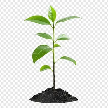 Giải Mã Giấc Mơ Thấy Đau Bụng: Điềm Báo Sức Khỏe Hay Chuyển Biến Cuộc Sống? 6 Cây non nảy mầm: Khởi đầu sự sống mới.