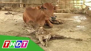 Giải Mã Giấc Mơ Thấy Bò: Điềm Báo Từ Vũ Trụ Và Cách Hóa Giải 6 Bò mẹ bê con: Sinh sôi nảy nở, gắn kết gia đình.