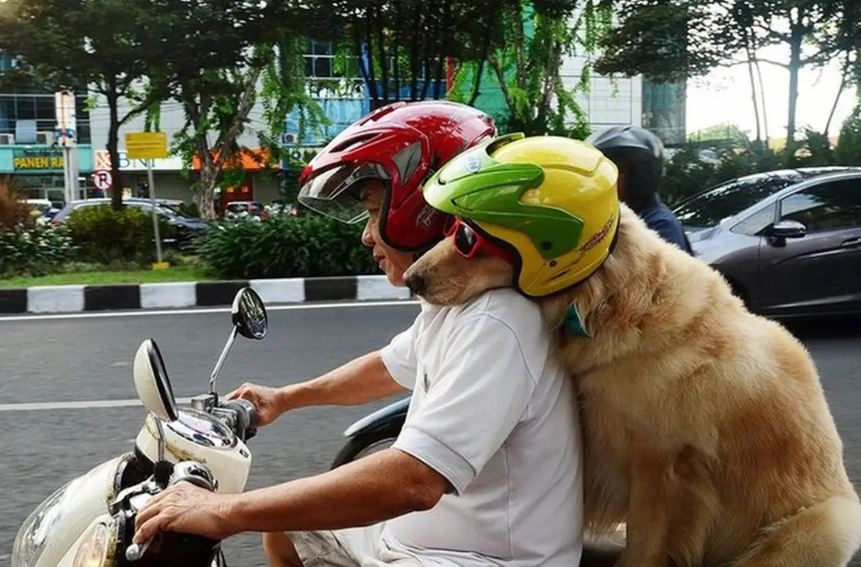 Bàn tay che chở chó con, trách nhiệm.