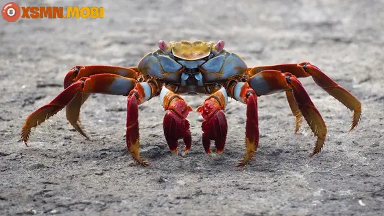 Ghẹ biển vững vàng: Bí ẩn giấc mơ.