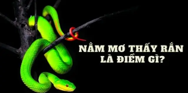 Rắn quấn trong mơ: Ý nghĩa và điềm báo