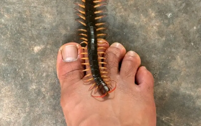 Nằm Mơ Thấy Rết Cắn: Giải Mã Điềm Báo & Hóa Giải Lo Âu 6 Rết cắn mơ gì? Điềm báo và cách hóa giải.