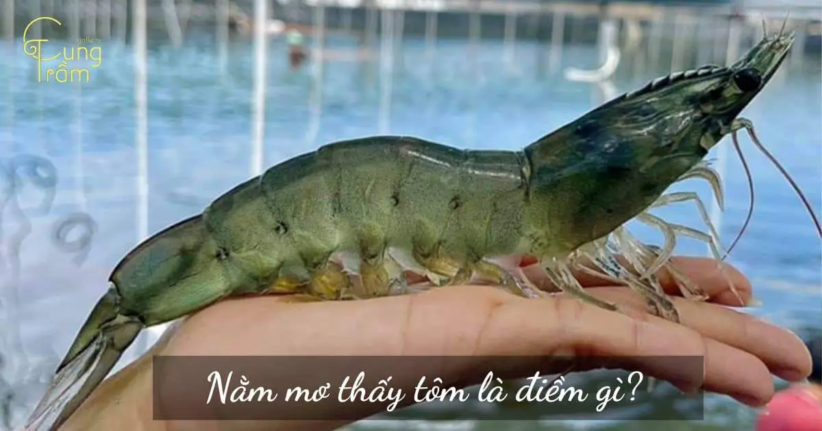 Bảng tổng hợp điềm báo giấc mơ thấy tôm