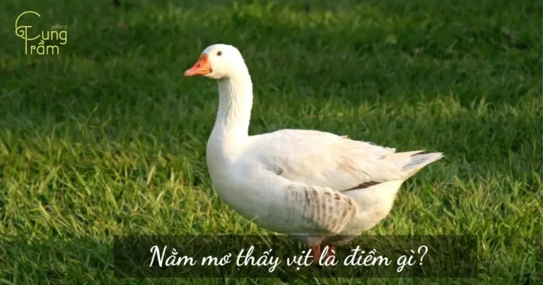 Giải mã giấc mơ thấy đàn vịt.