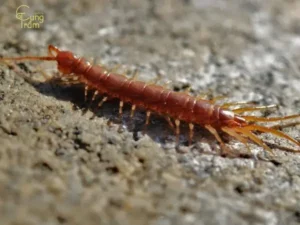 Rết mờ ảo, bí ẩn giấc mơ.