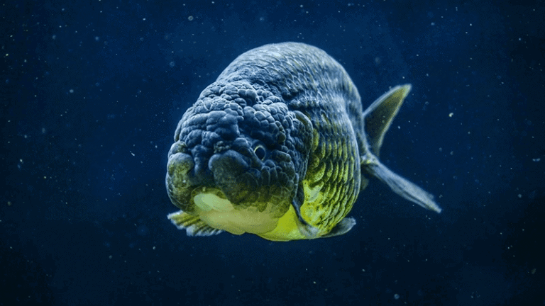 Cá cảnh mệnh Thủy: Đen, xanh, trắng, vàng kim.