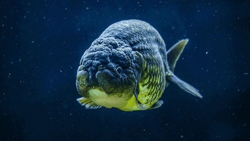 Cá cảnh mệnh Thủy: Đen, xanh, trắng, vàng kim.