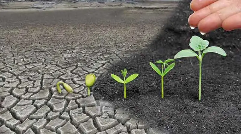 Giải Mã Giấc Mơ Thấy Châu Chấu: Điềm Báo Nào Đang Chờ Đón Bạn? 7 Đồng xu, hạt mầm: Tích đức gieo hy vọng.