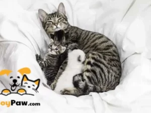 Mèo mẹ và mèo con sinh sôi nảy nở