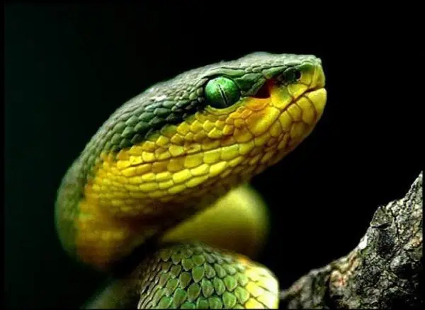 Rắn chặt đầu, mắt sống: Vấn đề dai dẳng.