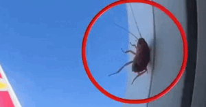 Gián bay bí ẩn trong không gian mờ ảo.