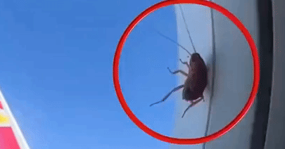 Giải Mã Giấc Mơ Thấy Gián Bay Vào Người: Điềm Lành Hay Cảnh Báo? 4 Gián bay bí ẩn trong không gian mờ ảo.