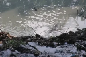 Cảnh sông hồ đục ngầu u ám.