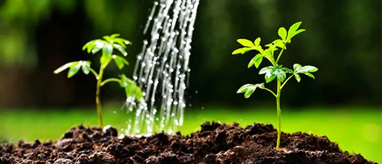 Vườn xanh tươi, an lành, phát triển, không sâu bệnh.