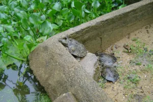 Ba ba tự nhiên bình yên, bền bỉ.