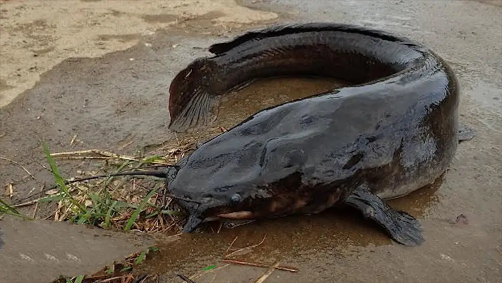 Cá trê trong môi trường tự nhiên