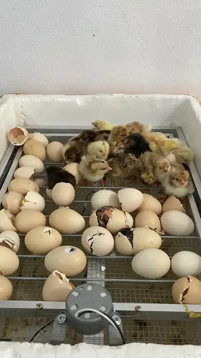 Khoảnh khắc gà con nứt trứng chào đời.