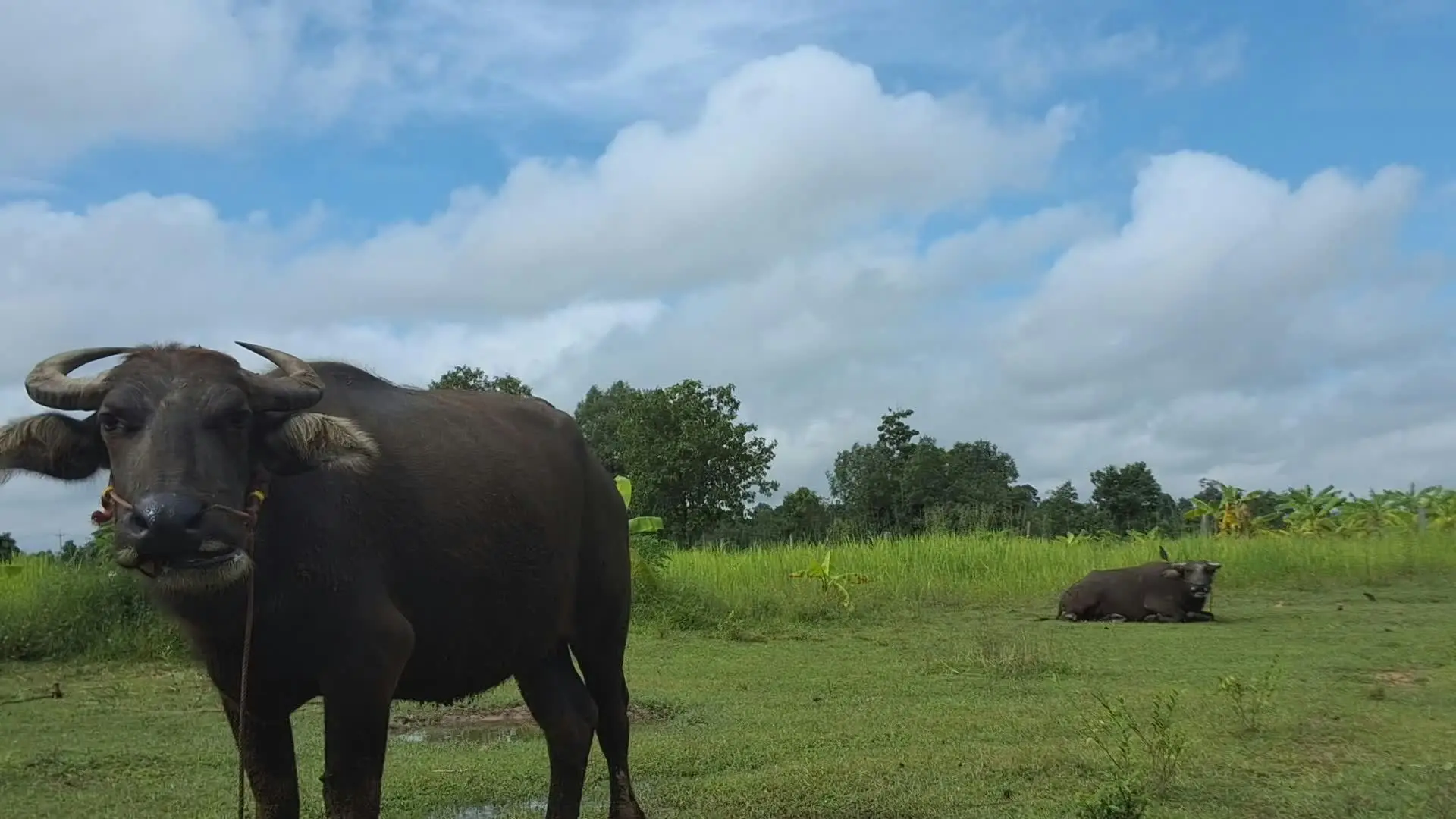 Đàn trâu yên bình trên đồng cỏ.