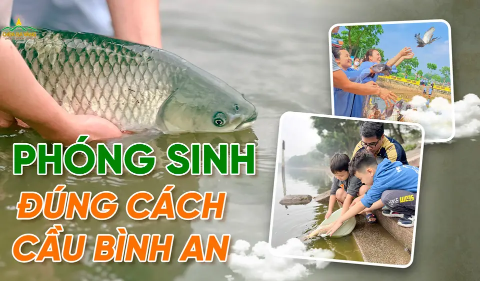 Phóng sinh cá chép cầu bình an
