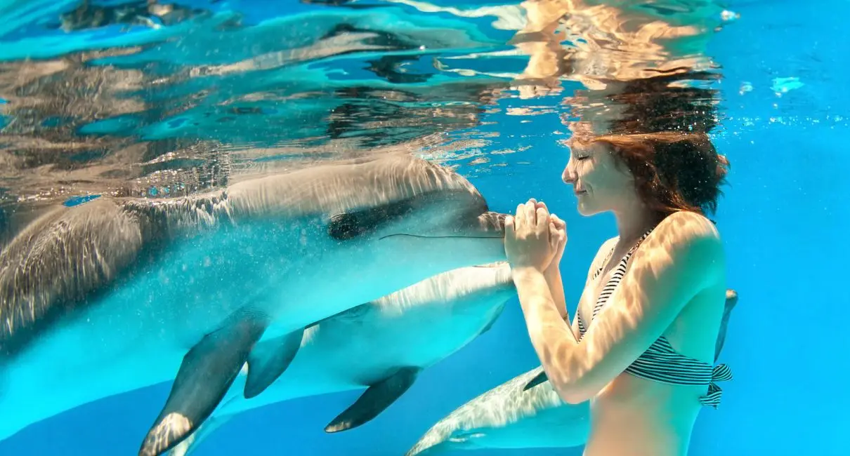 Nằm Mơ Thấy Bơi Cùng Cá Heo: Giải Mã Điềm Báo & Hóa Giải Nghiệp Duyên 3 Người bơi cùng cá heo dưới nước trong xanh.