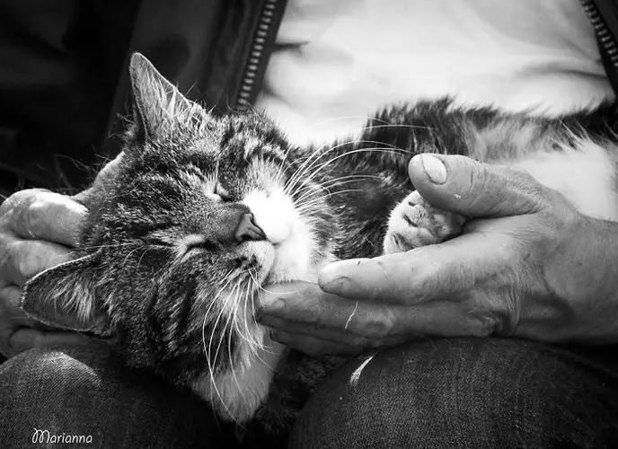 Phụ nữ âu yếm mèo thư thái.